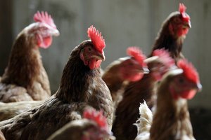 Украинскую курятину будут проверять на антибиотики с последующей маркировкой