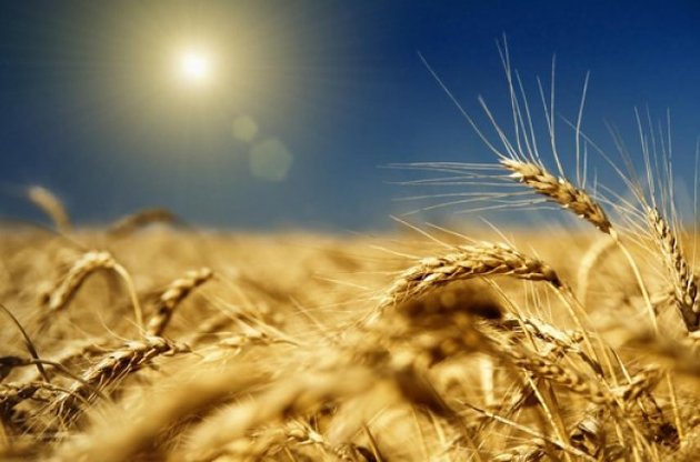 Аграрии против зернотрейдеров: кого поддержит Кабмин?