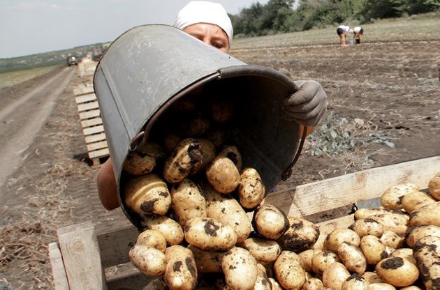 Картофельный бизнес  стал жертвой сепаратистов