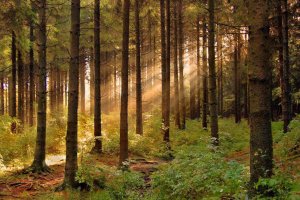 Тимчасова влада може спішно віддати український ліс на розграбування