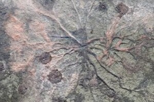 Ученые рассказали, каким был самый древний лес Земли