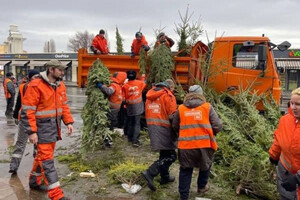 Хвойное нашествие в Одессе: никому не нужные елки бросили гнить на улицах города