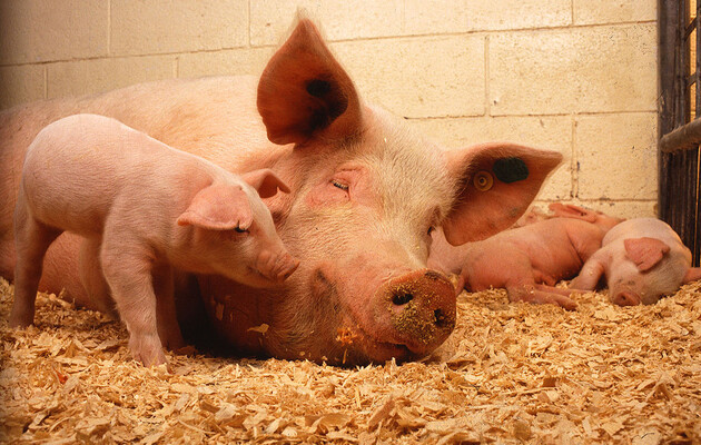 Ученым удалось частично восстановить органы свиньи спустя час после ее смерти