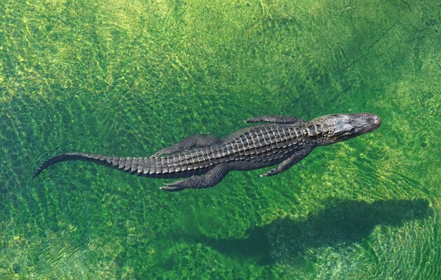 У крокодилов обнаружили способность размножаться без самцов