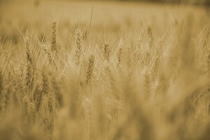 Украина потеряла часть рынков сбыта зерновых, но остается мировым игроком – эксперт