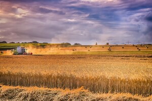Від мінімуму до максимуму: який урожай зернових в Україні прогнозують експерти