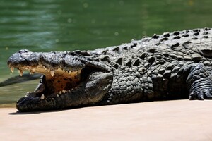 Крокодилы всё чаще нападают на людей в Индонезии: в чем причина