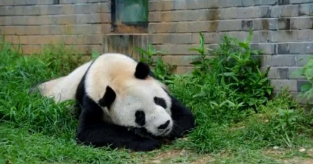 Панда-дипломатия: во время визита в США Си Цзиньпин пообещал вернуть американцам любимых животных