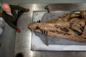 В Великобритании откопали череп плиозавра юрского периода 