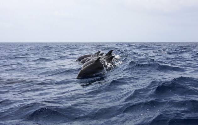 С начала войны в Черном море погибли 50 тысяч дельфинов - экологи