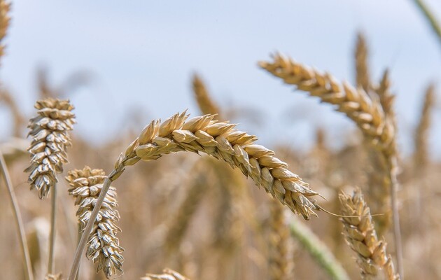 Украина получит на 3 млн тонн пшеницы меньше, чем в прошлом году, но будет больше растительного масла