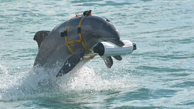 Для чего россияне «мобилизовали» дельфинов в Крыму