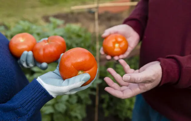 Цены на овощи: сколько стоят украинские тепличные помидоры