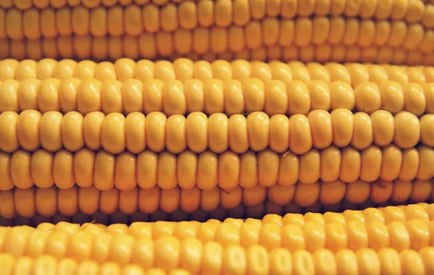 Стоимость кукурузы, пшеницы и руды снизилась: какие товары в цене на внешних рынках