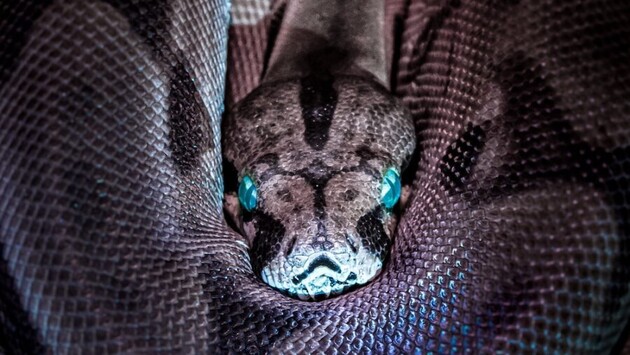В США ученые нашли крупнейшую в мире змею медянку
