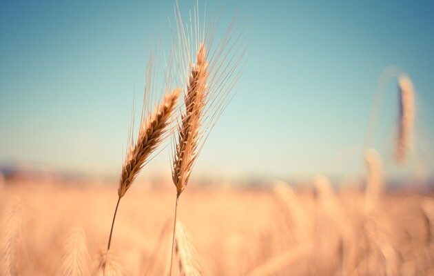 Обмеження експорту зерна в ЄС не вплине суттєво на економіку України: Українська зернової асоціація