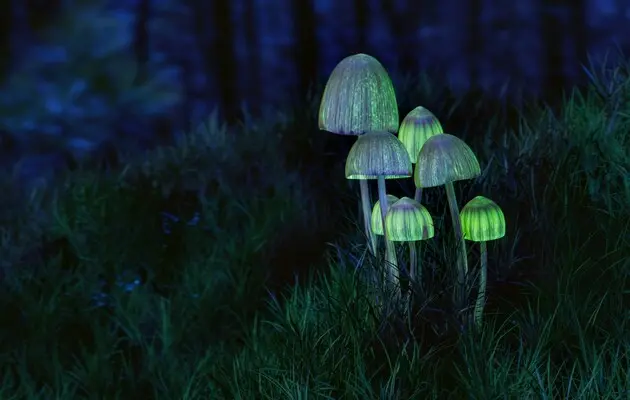 «Волшебные грибы» – не панацея от психических расстройств: учёные открывают новые риски